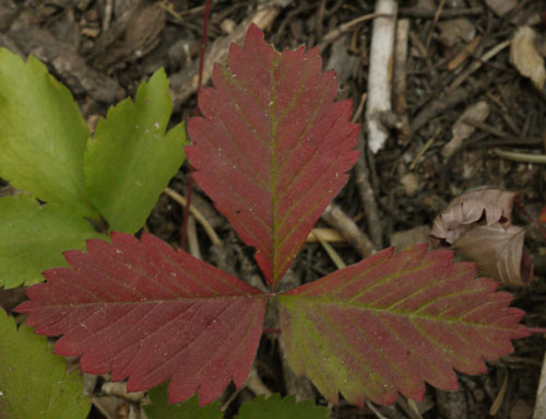 Fall Color