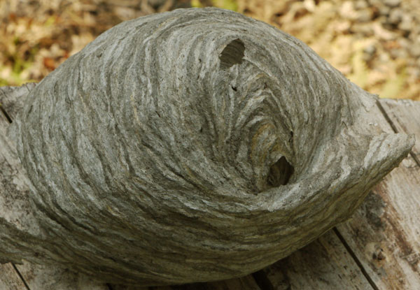 Wasp Nest