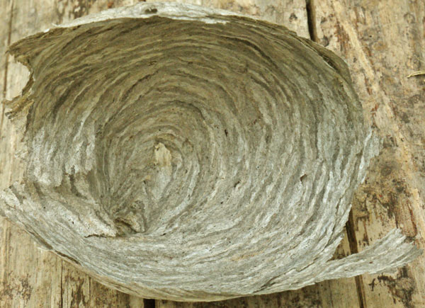 Wasp Nest