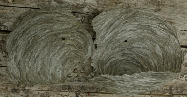 Wasp Nest