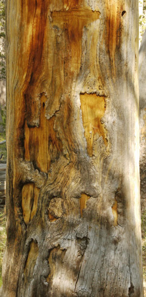 Letters Carved in Tree