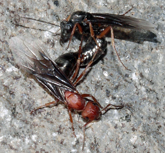 Ants Mating