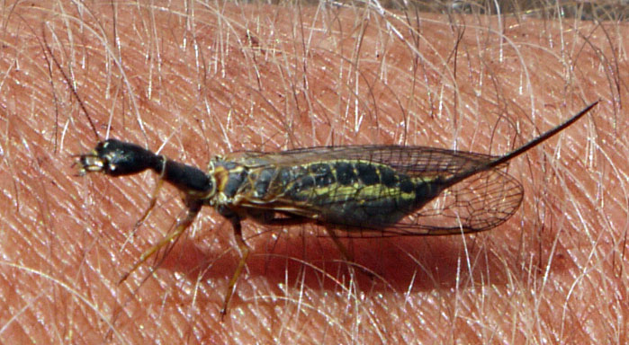Snakefly, Agulla adnixa