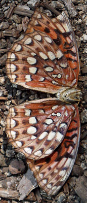 Butterfly, Bottom View