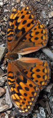 Butterfly, Top View