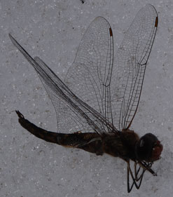 Dragonfly, Side View