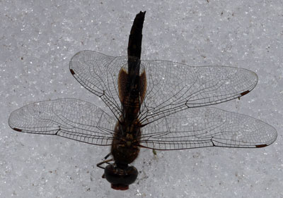 Dragonfly, Top View