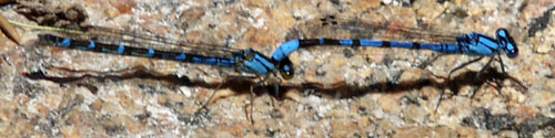 Dragonflies Mating, Side View