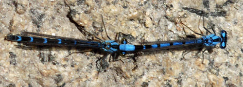 Dragonflies Mating, Top View