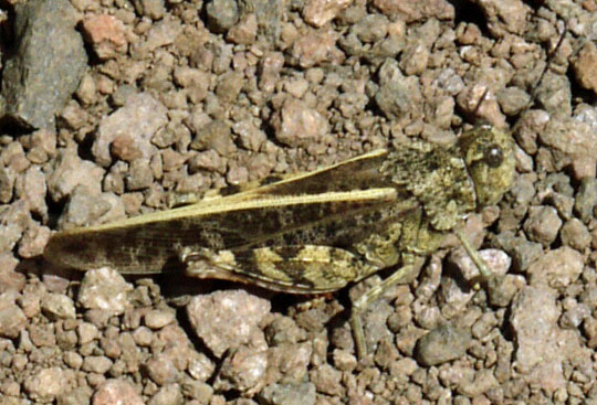 Grasshopper