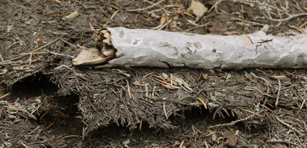 As this duff and stick dried, they stuck together and lifted the duff off the ground.