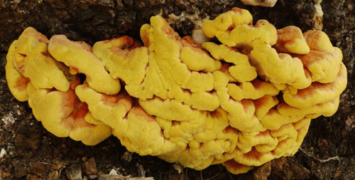 Shelf Fungus