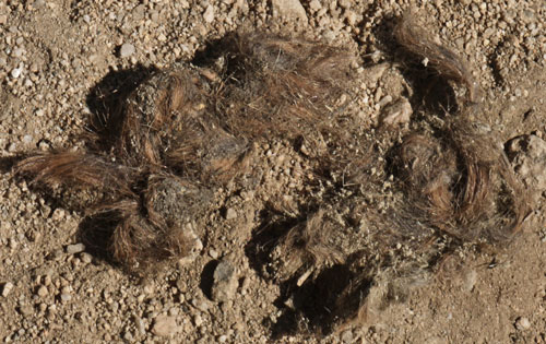 Scat Containing Hair