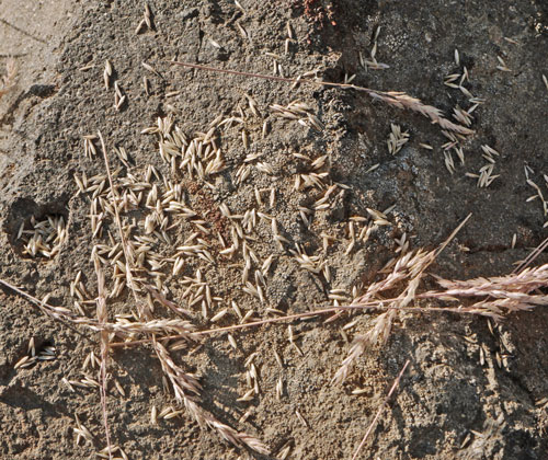 Remains of a Squirrel Grass Seed Meal