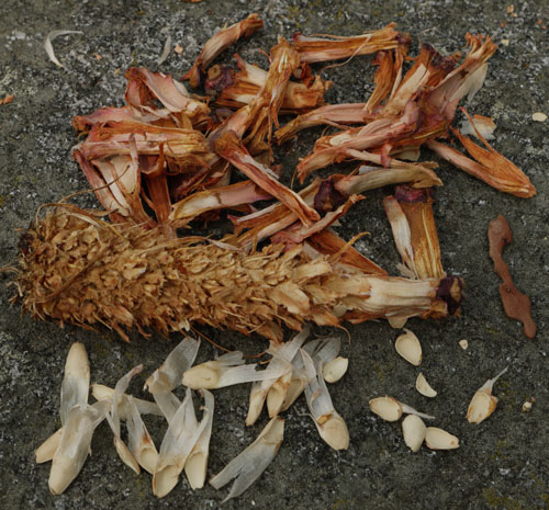 Remains of a Squirrel Pine Cone Meal