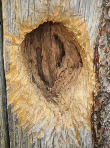 A Woodpecker Opened These Bug Tunnels.