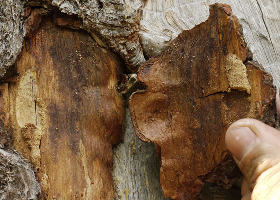 Trunk, Inside of Bark