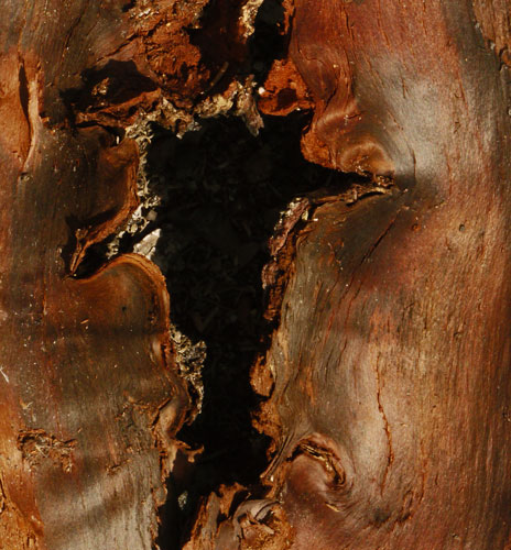 Inside of Bark