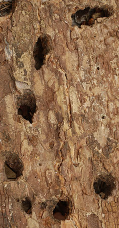 Woodpecker and Beetle Holes