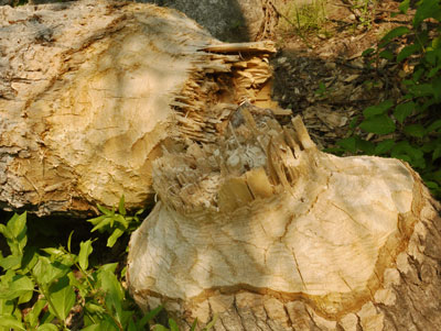 Beaver Felled Tree