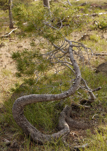 Bent Tree