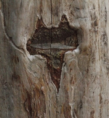 Wood Growth Pattern Around Ax Wound