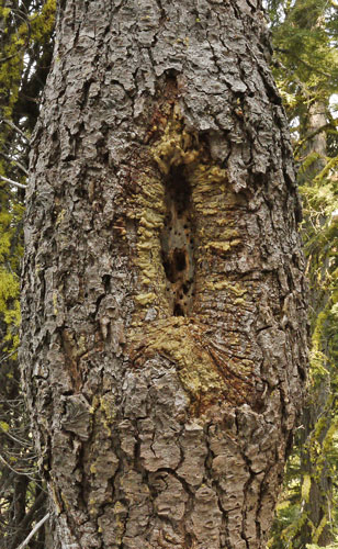 Tree Swollen at Blaze