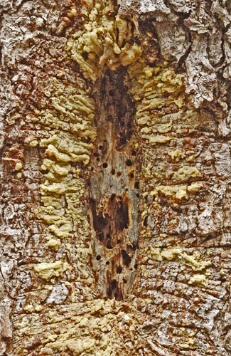 Bark Growth Pattern at Blaze