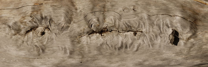 Wood Growth Pattern at i Blaze