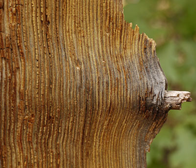 Wood Growth Around Branch