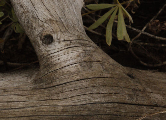 Wood Growth Around Branch