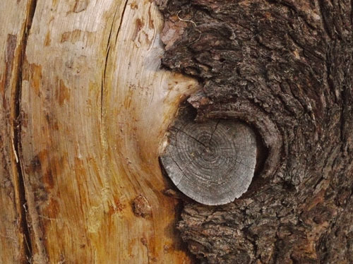 Wood, Bark Growth Around Branch