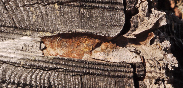 Wood Growth Around Branch