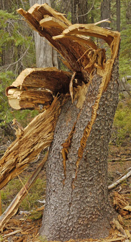 Tree With Shear Failure