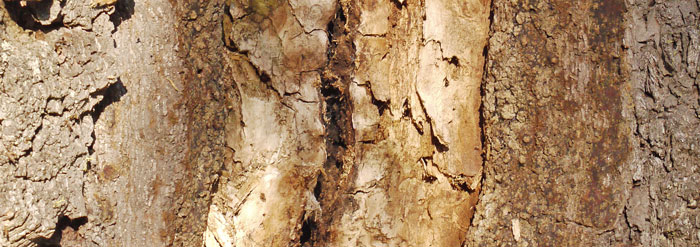 Bark, Wood at Crack
