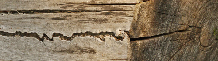 Radial Crack, Healing Wood