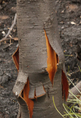 Bark Killed and Sliding After Fire