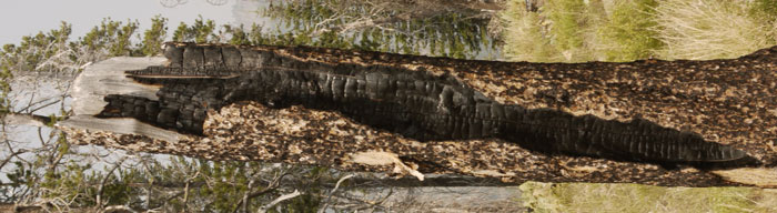 Char Inside Hollow Tree