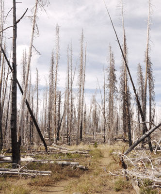 This Fire Killed But Did Not Burn These Trees.