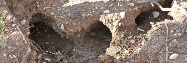 Roots Burned Completely and Left These Tunnels.