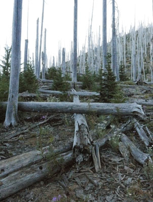 This Fire Burned Most Branches. Over Several Years, The Bark Slid Off and the Wood Greyed in the Sun, Leaving Silver Trunks.