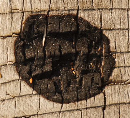 Small Burn Atop a Stump