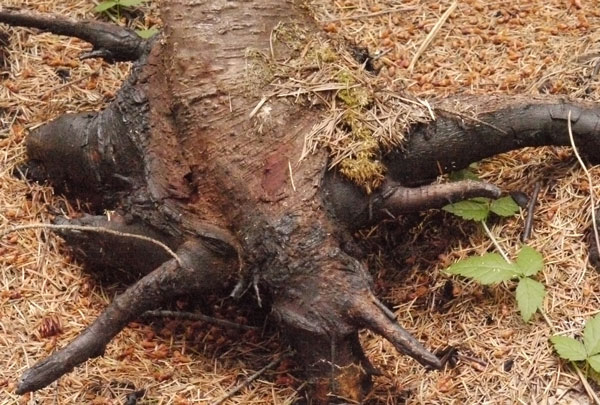 A Stump Burned Out Under This Tree.