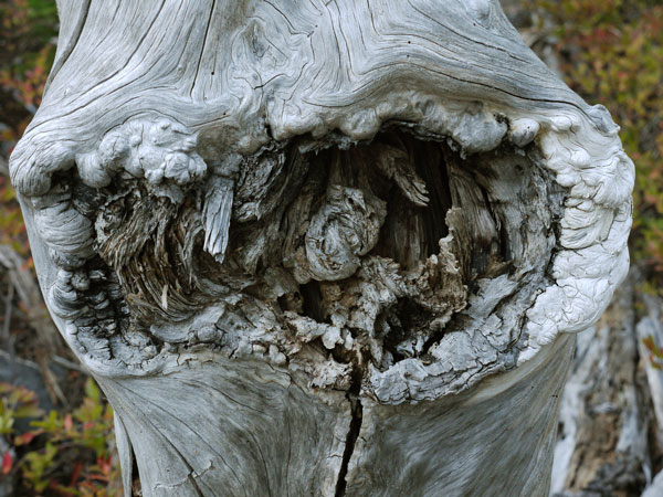 Wood Healing Over Insect Gall