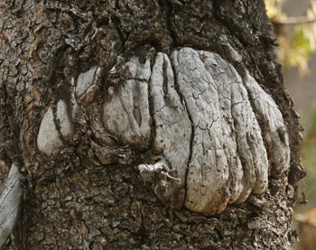 Bark Healing Over Insect Gall