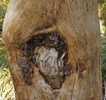 Wood Healing Around Insect Gall