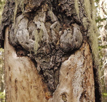 Wood Healing Around Insect Gall