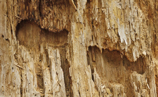 Helical Rodent or Woodpecker Tunnel