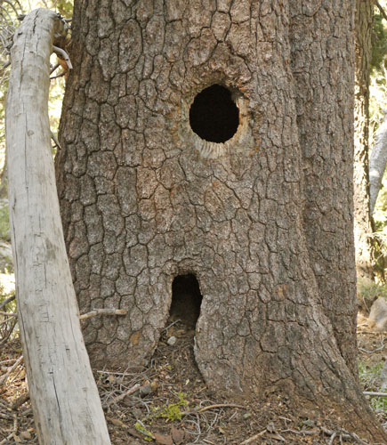 Openings in Hollow Tree