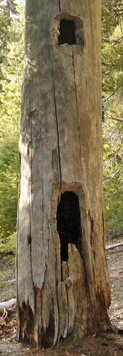 Openings in Hollow Tree